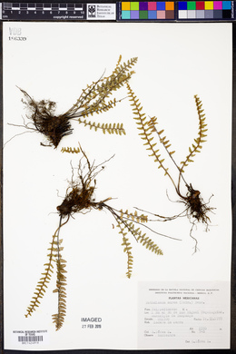 Myriopteris aurea image