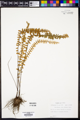 Myriopteris aurea image