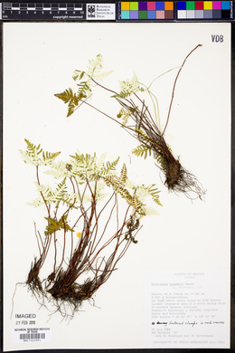 Notholaena standleyi image