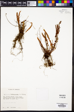 Notholaena trichomanoides image