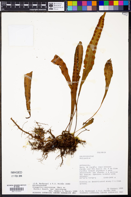 Pleopeltis macrocarpa image