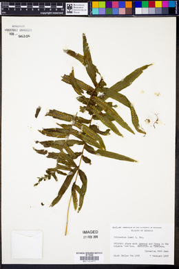 Polypodium pleurosorum image