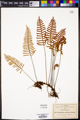 Pleopeltis madrensis image