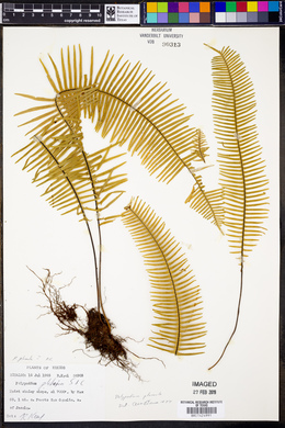 Polypodium plumula image