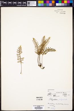 Polypodium polypodioides image