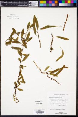 Polypodium heterophyllum image