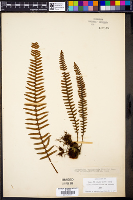 Polypodium lepidopteris image