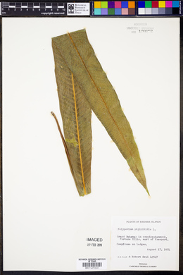 Polypodium phyllitidis image