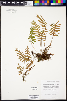 Polypodium polypodioides image