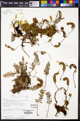 Polypodium polypodioides image