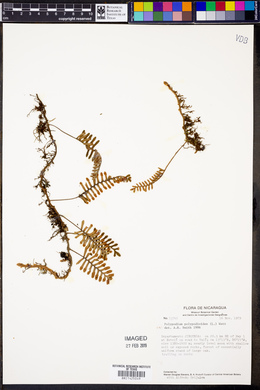 Polypodium polypodioides image