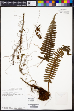 Serpocaulon loriciforme image