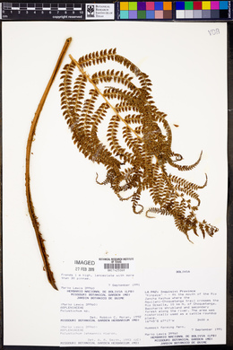 Polystichum lehmannii image