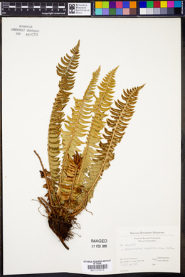 Polystichum lonchitis image