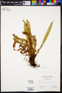 Polystichum lonchitis image