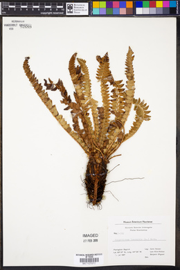 Polystichum lonchitis image