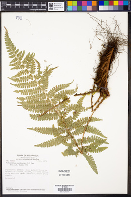 Polystichum muricatum image