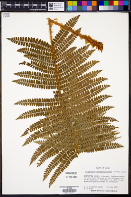 Polystichum retrosopaleaceum image