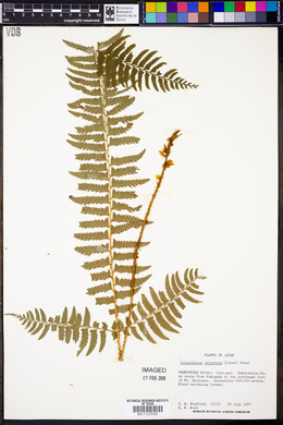 Polystichum tripteron image