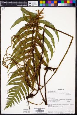 Image of Pteridoblechnum neglectum