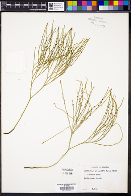 Psilotum nudum image