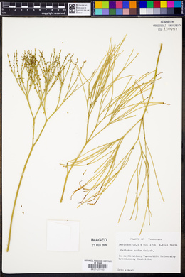 Psilotum nudum image