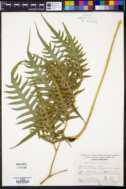 Pteris altissima image