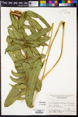 Pteris grandifolia image