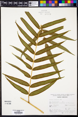 Pteris pulchra image