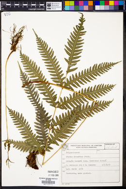 Pteris decurrens image