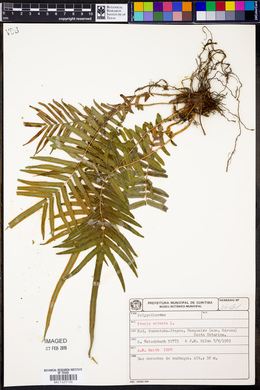 Pteris vittata image