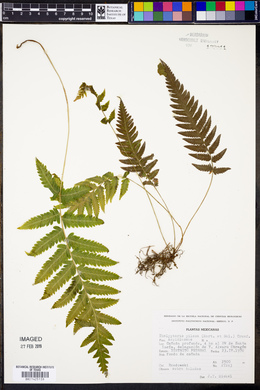 Thelypteris pilosa image