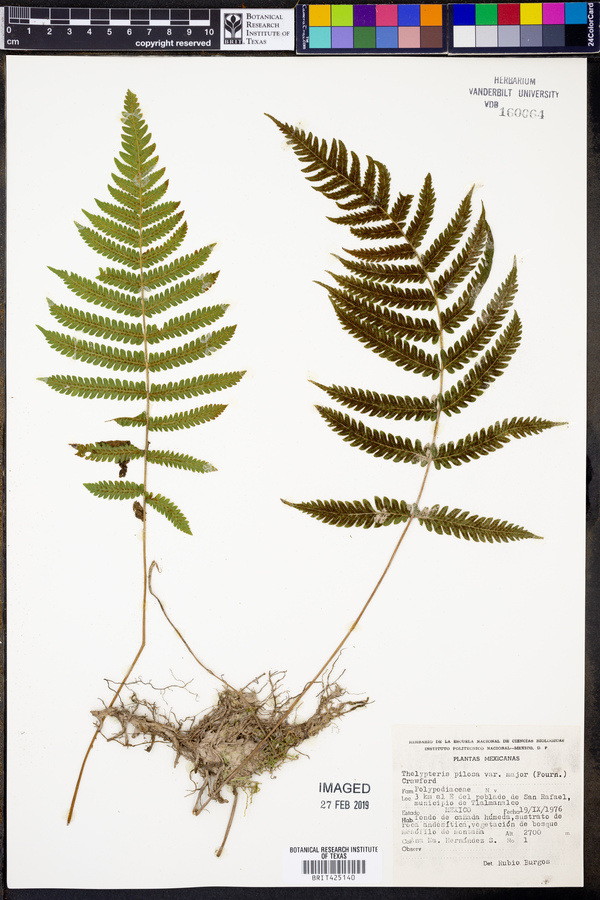 Thelypteris pilosa var. major image