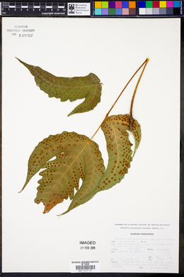 Tectaria heracleifolia image