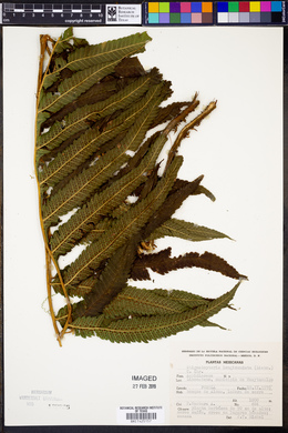 Stigmatopteris longicaudata image