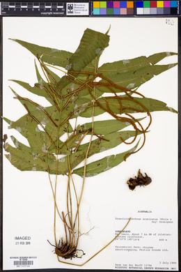 Image of Steenisioblechnum acuminatum
