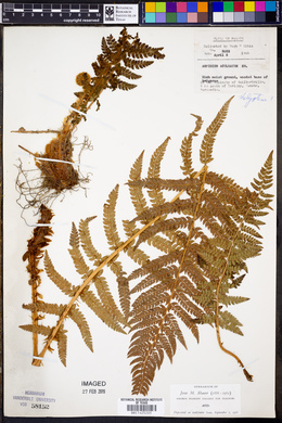 Polystichum muricatum image