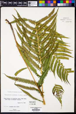 Thelypteris kunthii image