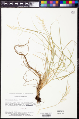 Calamagrostis cainii image