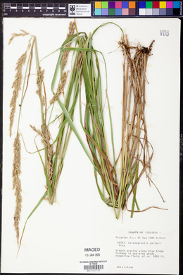 Calamagrostis porteri image