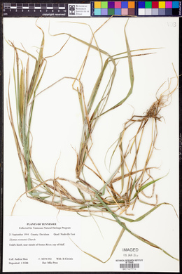 Elymus svensonii image