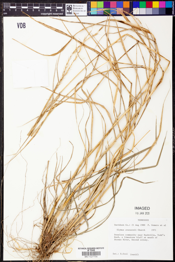 Elymus svensonii image