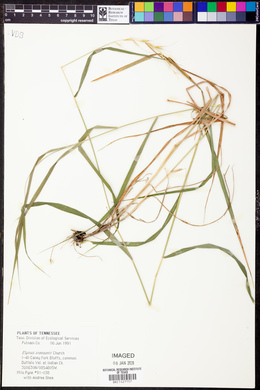 Elymus svensonii image