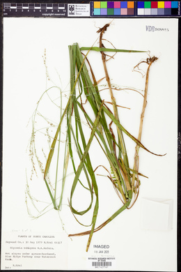 Glyceria nubigena image