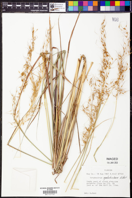 Sorghastrum apalachicolense image