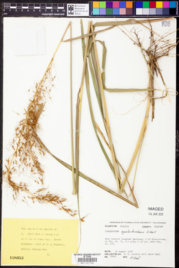 Sorghastrum apalachicolense image