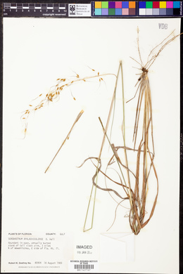 Sorghastrum apalachicolense image