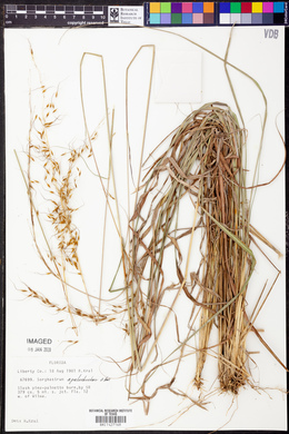 Sorghastrum apalachicolense image