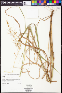 Sorghastrum apalachicolense image