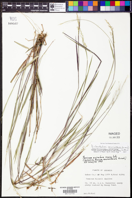 Panicum aciculare image